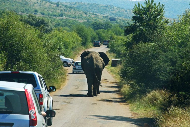 Read more about the article IoT and animals in the road