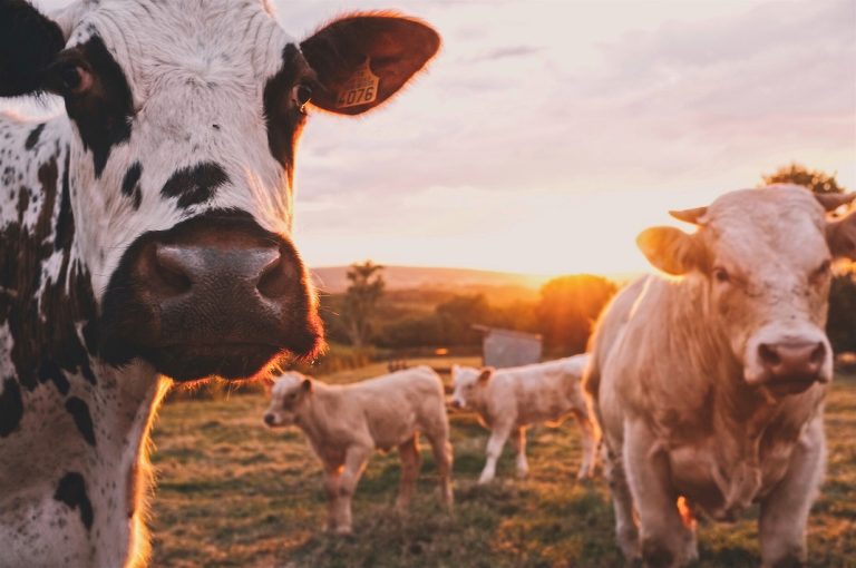 Read more about the article NEWS: IoT sensor for cows